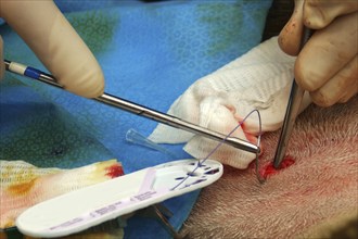 A vet sews up the incision in the abdomen of a surrogate hind during an embryo transfer programme