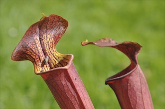 Purple sarracenia flower, carnivorous plant that traps insects and digests them