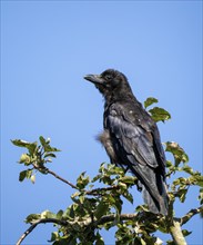 Juvenile Carrion Crow in apple tree