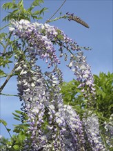 Wisteria blossoms on blue sky