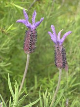 Two lavender flowers, stoechas