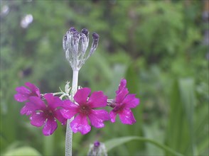 Primula japonicus