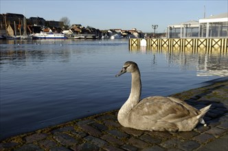 Young Mute Swan, Flensburg, Schleswig-Holstein, Germany, Europe