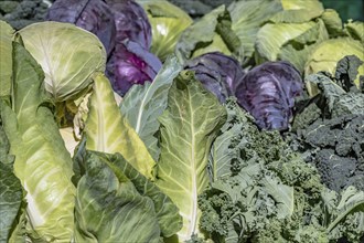 Market stall with pointed cabbage, red cabbage, white cabbage and kale