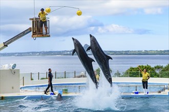 Dolphin Show (Okichan Theater) in Okinawa Churaumi Aquarium