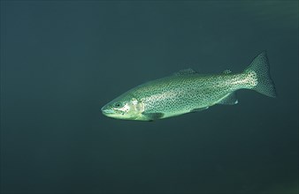 Rainbow trout, Oncorhynchus mykiss, Germany, Bavaria, Europe