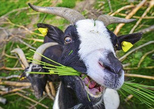 People friendly goat chewing a bunch of green grass. Really funny animal face!