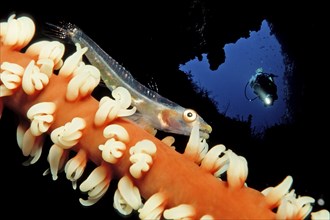 Gorgonian dwarf goby and diver, Bryaninops amplus, Maldives, Indian Ocean, Asia