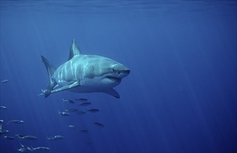 Great white shark, Carcharodon carcharias, South Africa, Dyer Island, Gansbaai, Atlantic Ocean,