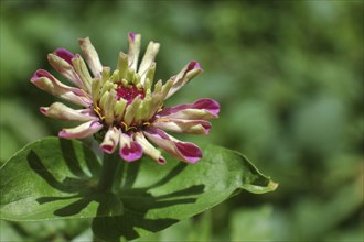 Closeup of pink zinnia flower unfolding