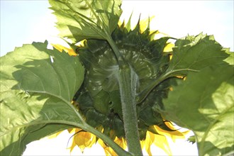 Giant sunflower from behind