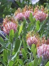 Pink and orange proteas in garden setting