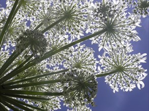 Looking up at Heracleum against a blue sky