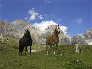 Haflinger on the Seceda, Selva di Val Gardena, South Tyrol