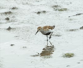 Small wader or shorebird Dunlin in summer breeding plumage