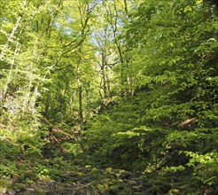 Vibrant green spring woodland in a steep hillside valley with tall beech trees in nutclough woods