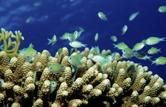 Blue-green Chromis, Chromis viridis, Egypt, Africa, Sinai, Sharm el Sheik, Red Sea, Africa