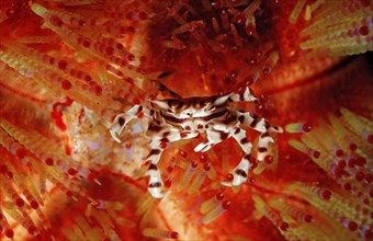 Sea urchin crab, zebra crab on fire sea urchin, Zebrida adamsii, Asthenosoma varium, Komodo