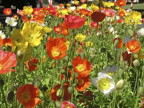 Multi coloured poppies