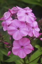 Pink phlox flowers