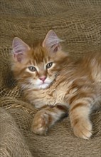 Maine Coon cat, red-classic-tabby, 12 weeks