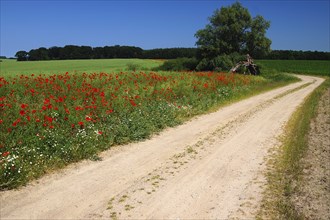 Cultivated landscape with poppies in northern Germany