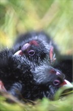 Two newly-hatched chicks in nest of the swamphen, Porphyrio porphyrios (Pukeko), West Coast, South