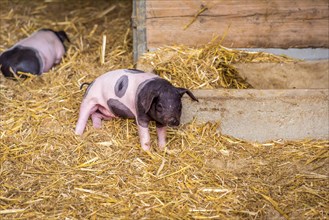 Image with a cute baby pig, from the swabian-hall swine breed, in a small ranch from southern