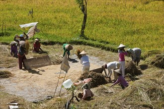 Rice harvest in Bali, Oryza, Bali, Indonesia, Asia