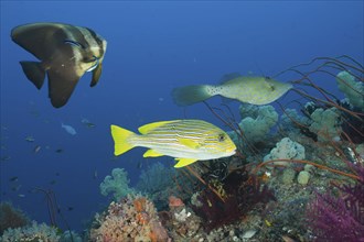 Long-finned batfish and golden-striped sweetlips at cleaning station, Platax teira, Plectorhinchus