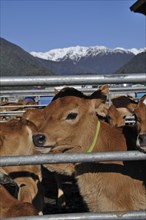 Jersey calves waiting for their afternoon feed, Westland, New Zealand, Oceania