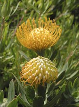 Yellow and orange proteas opening up