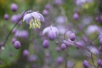 Mauve flower, Thalictrum dipterocarpum