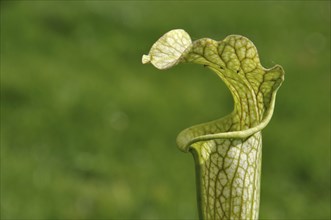 Sarracenia flower, carnivorous plant that traps insects and digests them