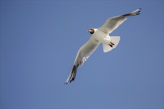 Goeland flying with wings spread from below under a blue sky