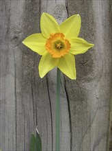 Yellow daffodil