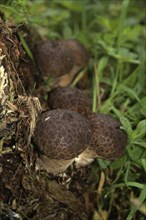 Cluster of puffballs, Lycoperdon, West Coast, South Island, New Zealand, Oceania