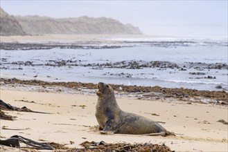 Sea lion on the beach at Catlins coast, South Island, New Zealand, Oceania