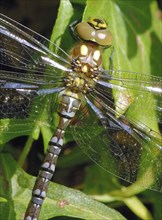 Southern Hawker shortly after hatching