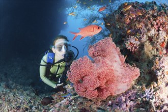 Diver and red veil tree, Dendronephthya mucronata, Maya Thila, North Ari Atoll, Maldives, Asia