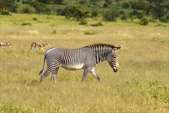 Isolated zebra walking in the savannah of Samburu Park in central Kenya