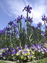 Purples irises tower over purple pansies in garden bed