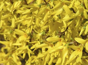 Mass of yellow forsythia