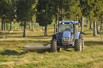 Tractor mowing pasture for silage, West Coast, South Island, New Zealand, Oceania