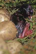 Eggs hatching in nest of the swamphen, Porphyrio porphyrio (Pukeko), West Coast, South Island, New