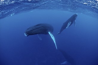 Humpback whale, mother and calf, Megaptera novaeangliae, Silverbanks, Caribbean Sea, Dominican