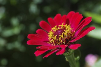 Red zinnia side-on in garden settting