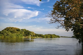 View to Brazos de Mompos (river) in warm afternoon light, tree in foreground and green riverbank,