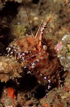 Marble shrimp, Saron sp., Komodo National Park, Indian Ocean, Indonesia, Asia