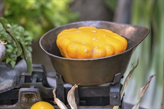 Yellow squash pumpkin in nostalgic market scales